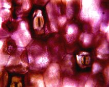 Purpurblättrige Dreimasterblume: Atmungsöffnungen