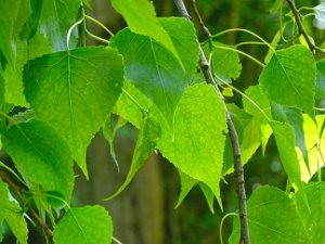 Blättervielfalt Blätter gehören - neben der Sprossachse und den Wurzeln - zu den drei Grundorganen von Pflanzen. Sie haben ein...