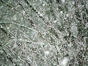 Winterimpressionen "Um die Schönheit einer Schneeflocke erfassen zu können, muss man die Kälte in Kauf nehmen." Aristoteles "Kein Feuer...