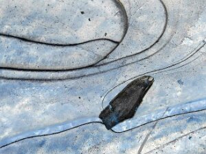 Eisgebilde Die Bilder zeigen die Negative von Fotos gefrorener Pfützen...