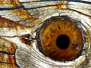 Endlich am Holzweg 1 Unser Ziel muss die möglichst nachhaltige Wald-Bewirtschaftung zum Wohl der Flora, Fauna und uns Menschen sein. Nicht...