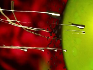 Wachstum Wachstum ist eine elementare Eigenschaft von Leben. Weil sich Leben immer wieder neu erproben möchte und an veränderte...