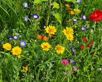 Gartenimpressionen