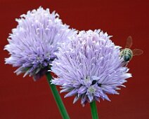 Gartenimpressionen