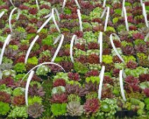 Gartenimpressionen