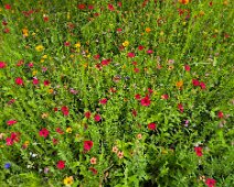 Gartenimpressionen