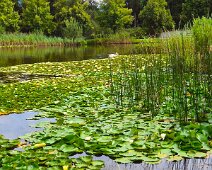 Gartenimpressionen