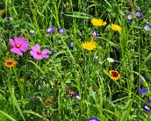 Gartenimpressionen