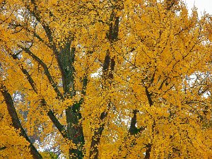 Herbstlich