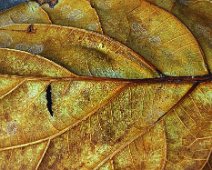 Herbstlich