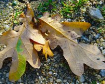 Herbstlich