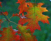 Herbstlich