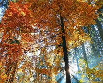 Herbstlich