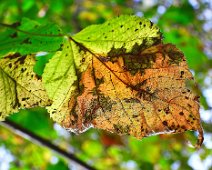 Herbstlich