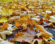 Herbstlich