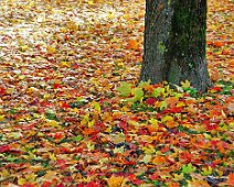 Herbstlich