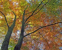 Herbstlich