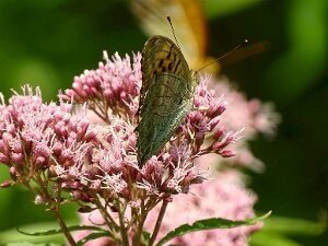 Schmetterlinge