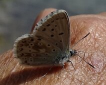 Schmetterlinge