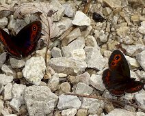 Schmetterlinge