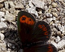 Schmetterlinge