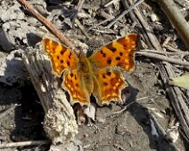 Schmetterlinge