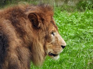 Tierisch