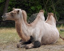 Tierisch