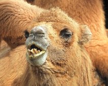 Tierisch