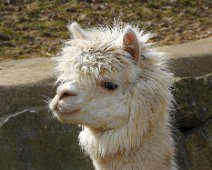 Tierisch