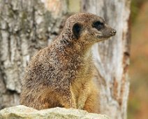 Tierisch