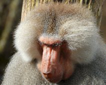 Tierisch