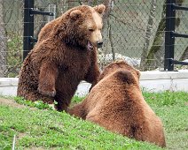 Tierisch