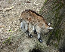 Tierisch