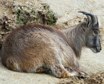 Tierisch