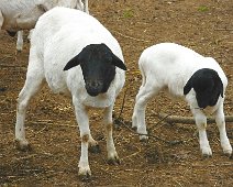 Tierisch