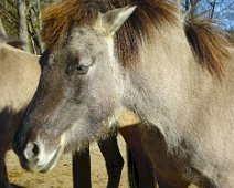 Tierisch