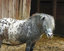 Tierisch