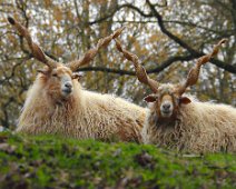 Tierisch