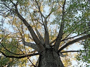 Bäume "Wer einen Baum pflanzt, wird den Himmel gewinnen." Konfuzius
