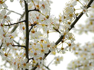 Frühlingsboten "Wenn der Frühling grüßt, dann hüpft das Herz vor Freude." Irisches Sprichwort