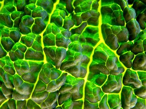 Pflanzenkraft Ehrfurcht gebietend: Die Lebenskraft der Pflanzen!