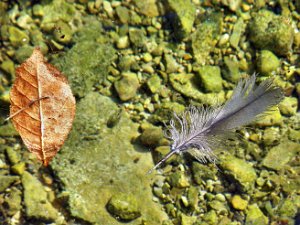 Treibgut Bei Treibgut - oft unerwartete und kuriose Objekte oder Muster an der Wasseroberfläche - spielt der Zufall Regie ...