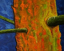 Vitale Kiefer